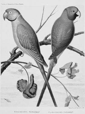 }4@JPzZCCRijiBlakston, W. A. and Wiener, A. F. : The Illustrated Book of Canaries and Cage-Birds, British and Foreign. Cassel, Petter, Galpin & Co.kLlj