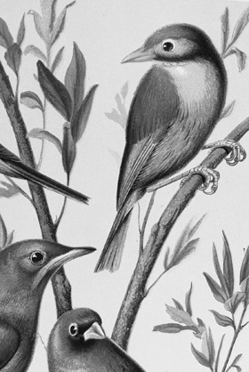 }5@\EV`EiEjiBlakston, W. A. and Wiener, A. F. : The Illustrated Book of Canaries and Cage-Birds, British and Foreign. Cassel, Petter, Galpin & Co.kLlj